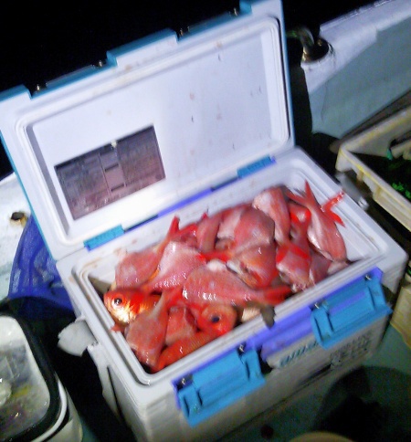 昨夜の釣果