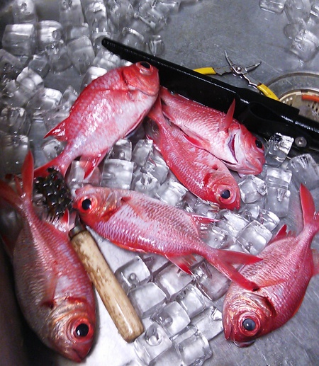 今夜の釣果