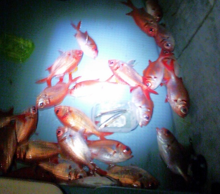 今夜の釣果