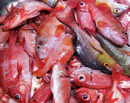 今夜の釣果