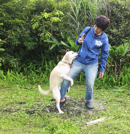 ミカン畑の草刈り