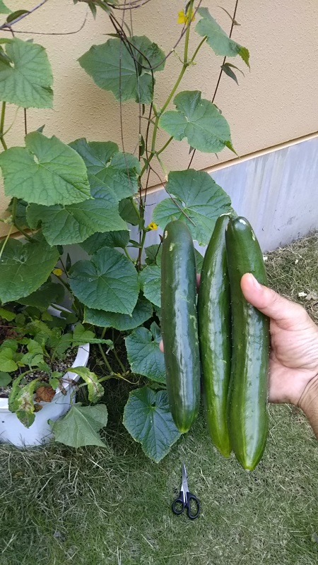 あれこれ5月後半