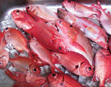 船夜釣り