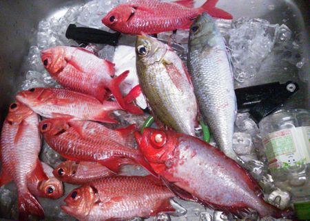 釣果