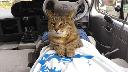 家の猫と犬