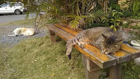家の猫と犬