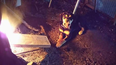 家の猫と犬