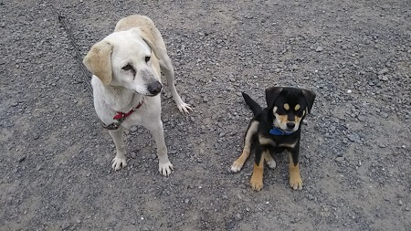 家の猫と犬