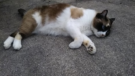 家の猫と犬