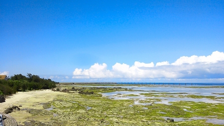 夏　奄美　2
