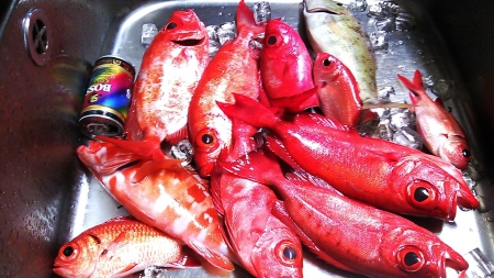 昨夜の釣果
