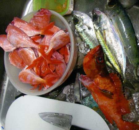 昨夜の釣果