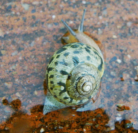 カタツムリ