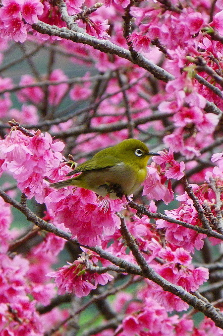 緋寒桜とメジロ