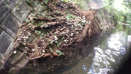 島遊び、川