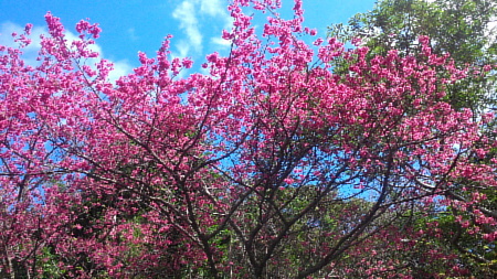 根瀬部～国直　桜