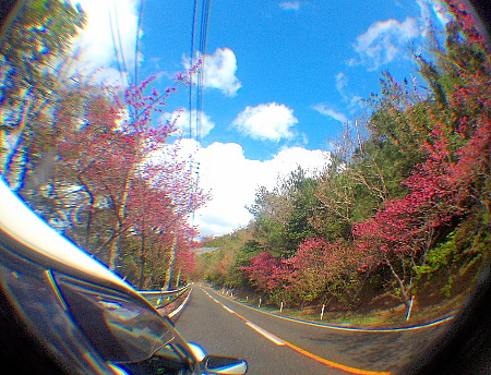 根瀬部～国直　桜