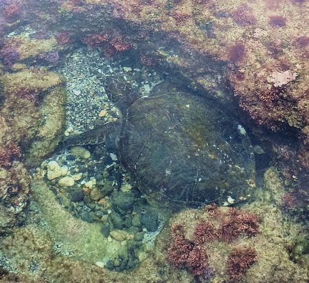 逃げ遅れたカメ