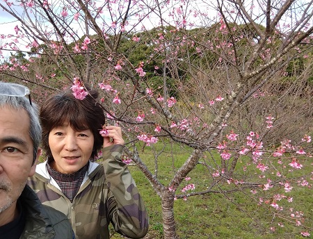 今年の桜は早そうだ