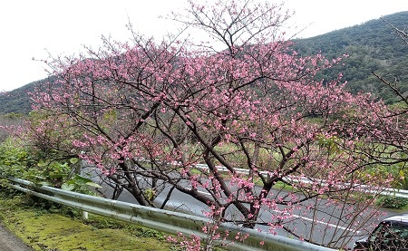 今年の桜は早そうだ