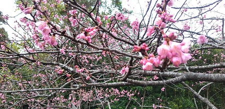 今年の桜は早そうだ