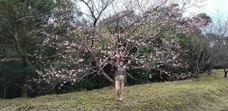 今年の桜は早そうだ