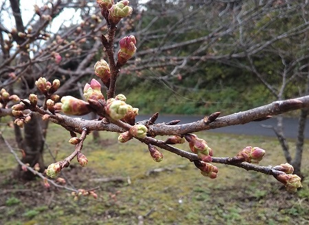 今年の桜は早そうだ