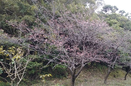 今年の桜は早そうだ