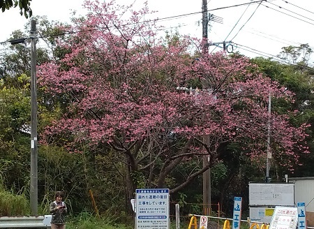 今年の桜は早そうだ