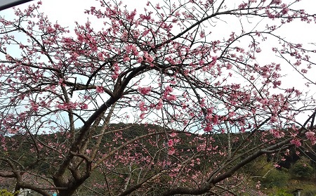 今年の桜は早そうだ