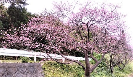 緋寒桜始まりました