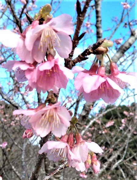 緋寒桜始まりました