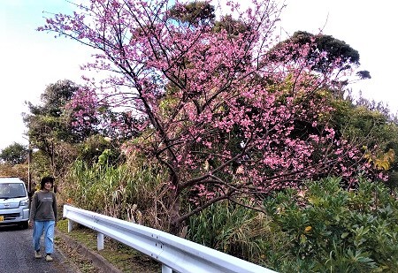 緋寒桜始まりました