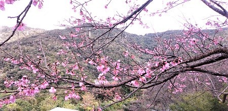 緋寒桜始まりました