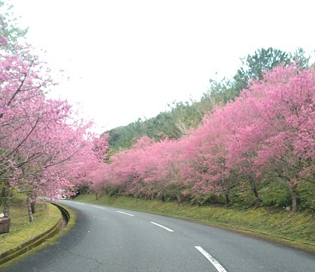 崎原桜ロード