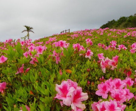 峰田山公園