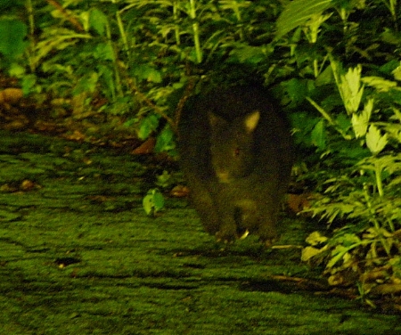 昨夜のクロウサギ