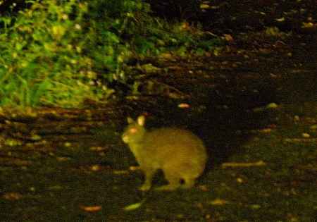 昨夜のクロウサギ