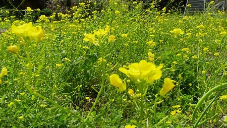 鳥達も嬉しい春の空