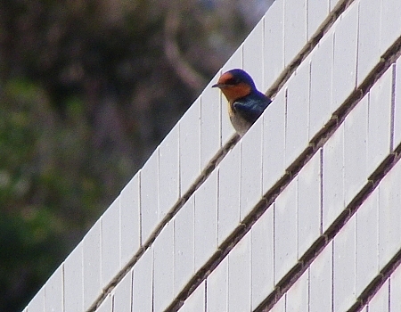 鳥達も嬉しい春の空