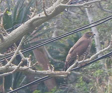 鳥達も嬉しい春の空