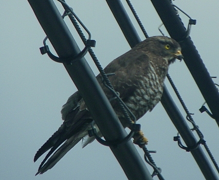 鳥達も嬉しい春の空