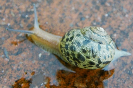 カタツムリ