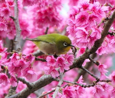 緋寒桜とメジロ