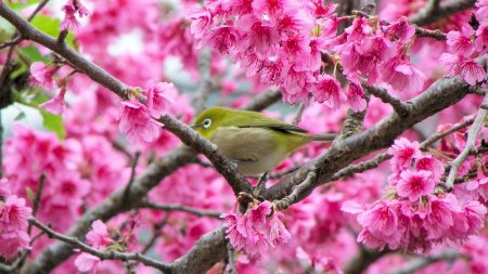 緋寒桜とメジロ