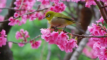 緋寒桜とメジロ