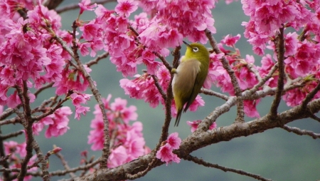 緋寒桜とメジロ