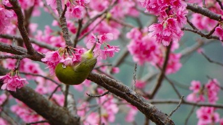 緋寒桜とメジロ