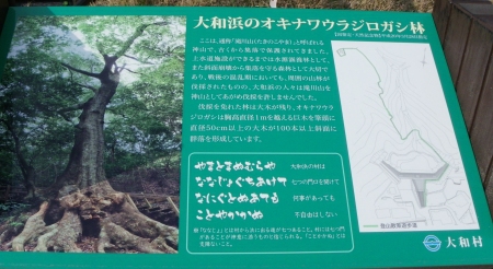 オキナワウラジロガシ