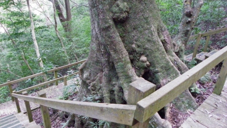 オキナワウラジロガシ
